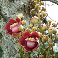 Nagalingam ( Couroupita guianensis ) Medicinal Plant