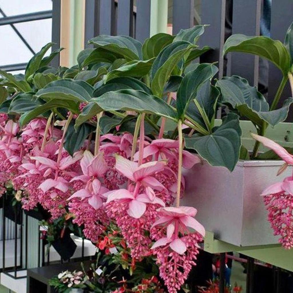 Pink Medinilla - Medinilla magnifica Flower Plant