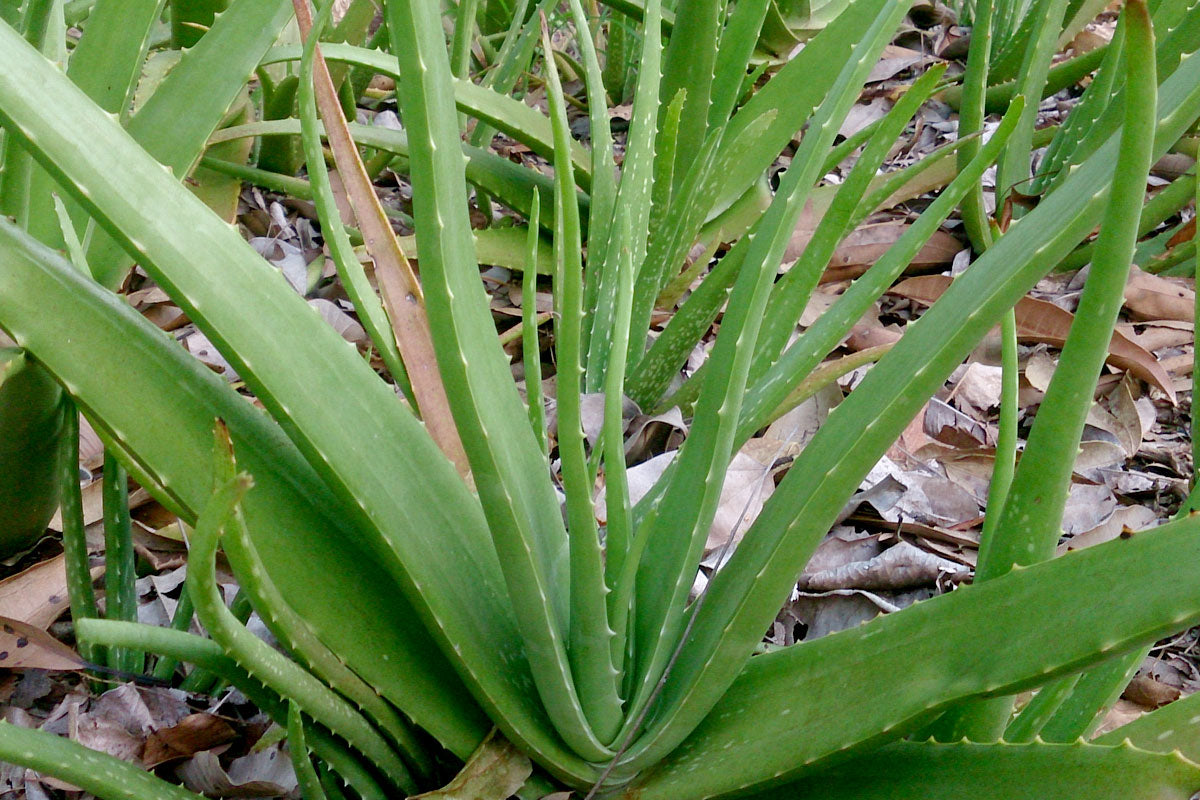 Aloe Vera ( Aloe vera ) Medicinal Plant