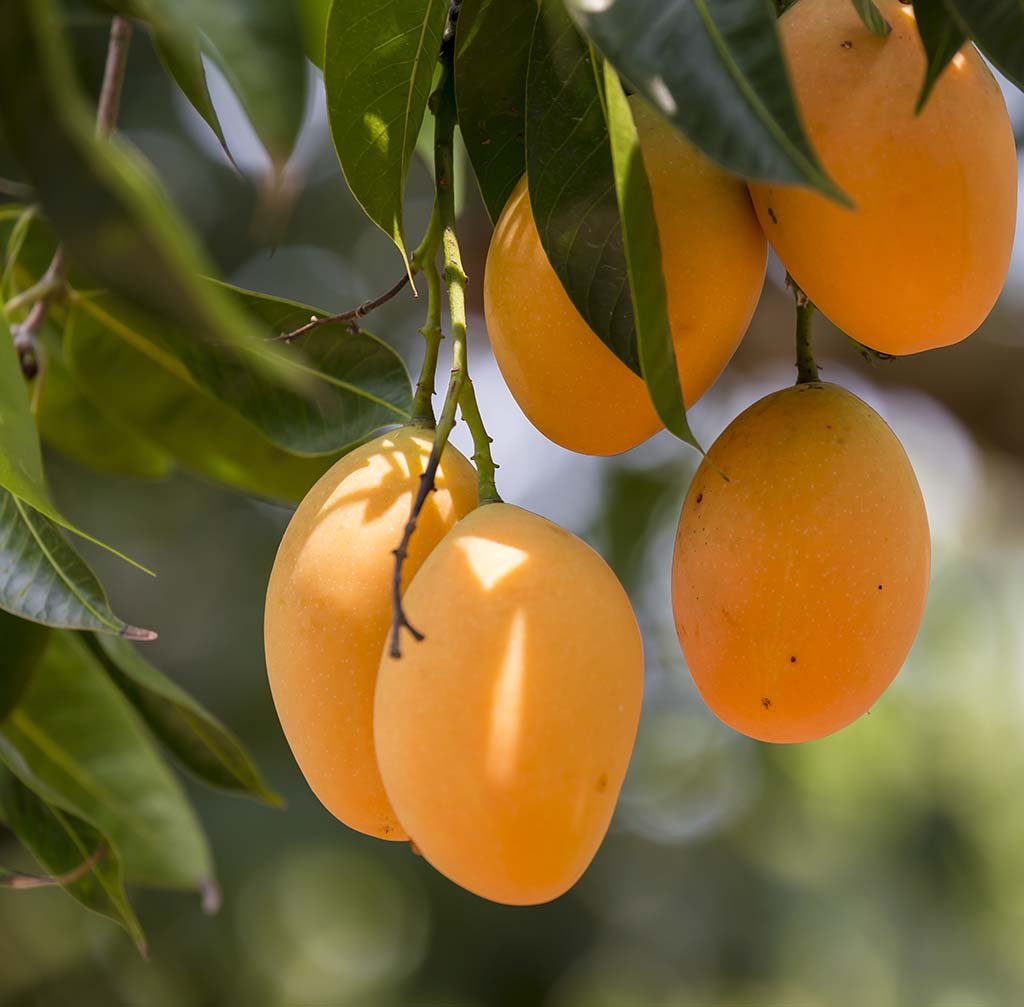 Mango - Alphonso Mango Exotic Fruit Plant