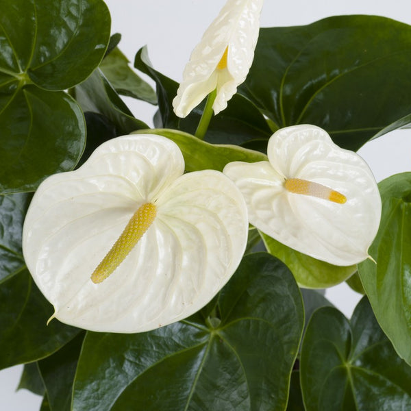 Anthurium Flower - White - Flower Plant