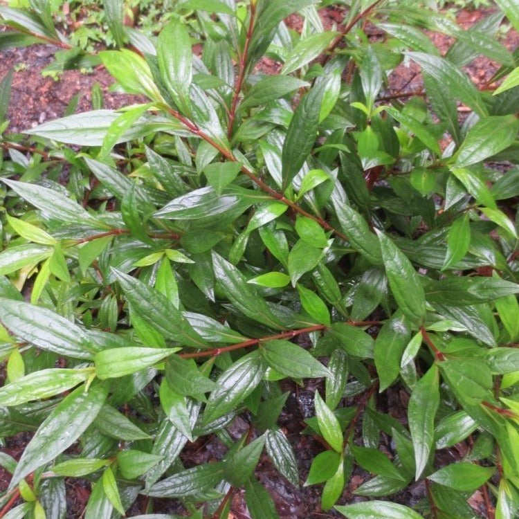 Ayyapana ( Ayapana triplinervis ) Medicinal Plant