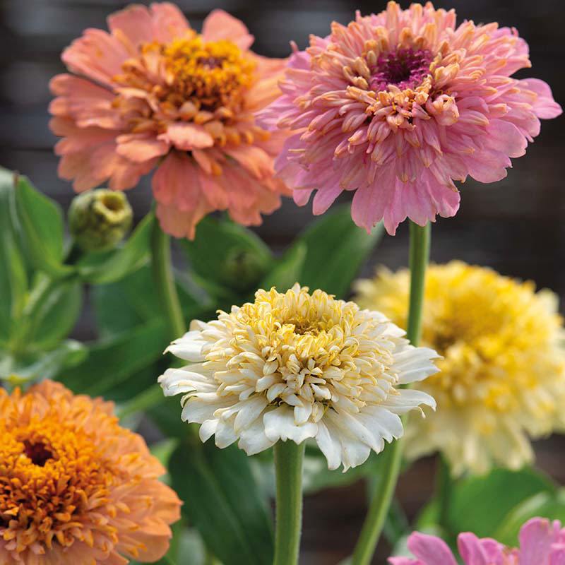 Zinnia " Cream Mixed " Exotic 30 Flower Seeds