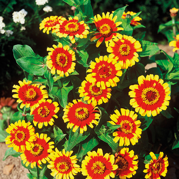 Zinnia 