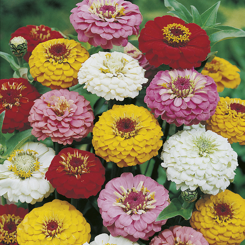 Zinnia " Oklahoma Mix " Exotic 30 Flower Seeds