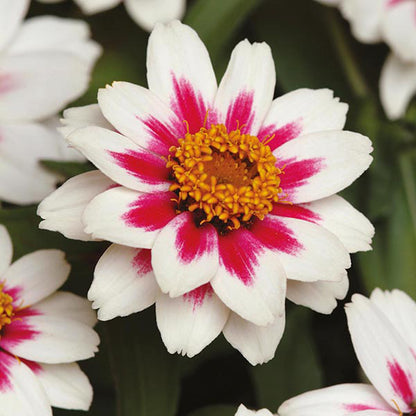 Zinnia " Rose Starlight " Exotic 30 Flower Seeds