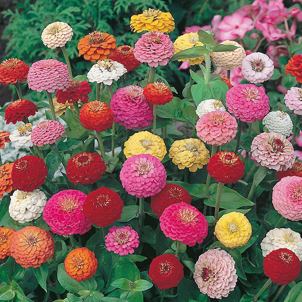 Zinnia " Sunbow Mixed " Exotic 30 Flower Seeds