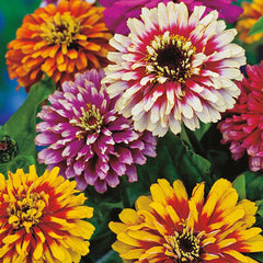 Zinnia 