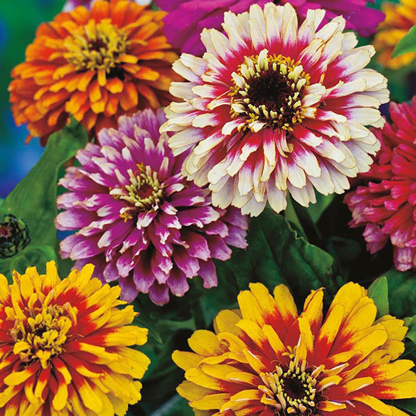 Zinnia " Improved Mixed " Exotic 30 Flower Seeds