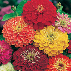 Zinnia 