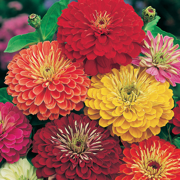 Zinnia 