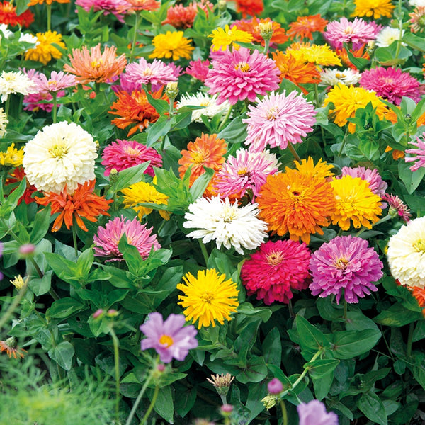 Zinnia 