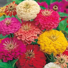 Zinnia 