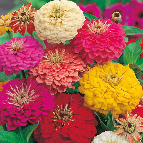 Zinnia " Early Wonder Mixed " Exotic 30 Flower Seeds