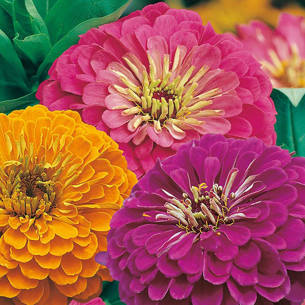 Zinnia 