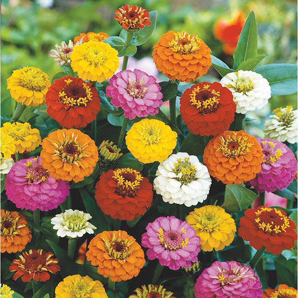 Zinnia 