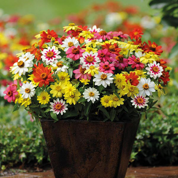 Zinnia 