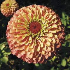 Zinnia 