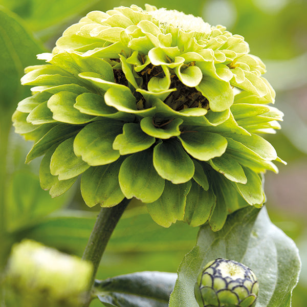 Zinnia " Envy " Exotic 30 Flower Seeds