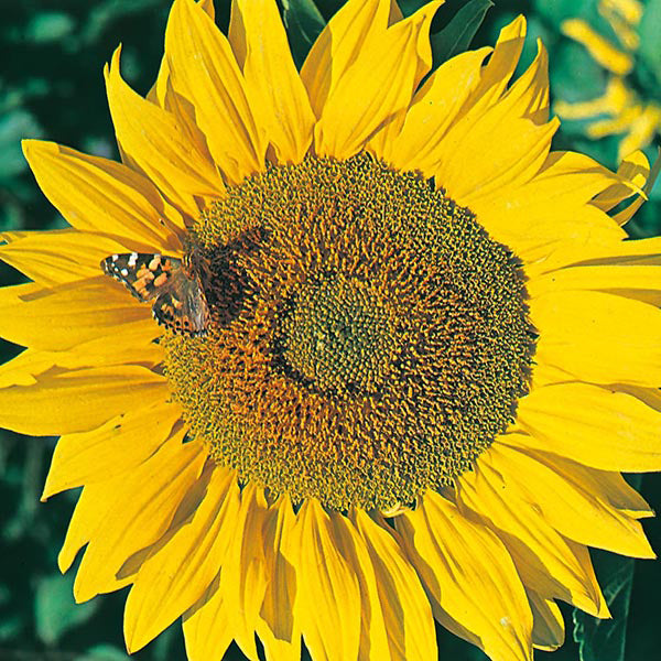 Sunflower " Titan " Exotic 30 Flower Seeds