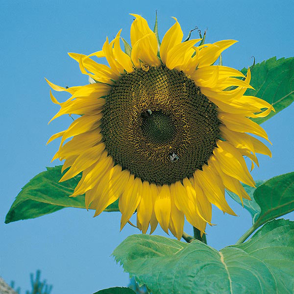 Sunflower " Giant Single " Exotic 30 Flower Seeds