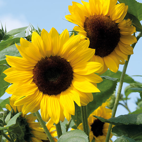 Sunflower 