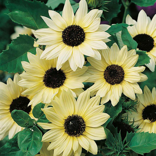 Sunflower " Vanilla Ice " Exotic 30 Flower Seeds