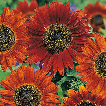 Sunflower " Velvet Queen " Exotic 30 Flower Seeds