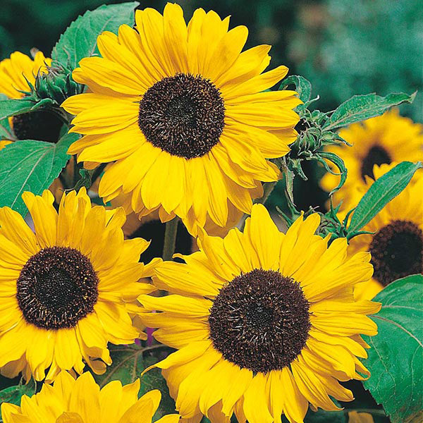 Sunflower " Hallo " Exotic 30 Flower Seeds