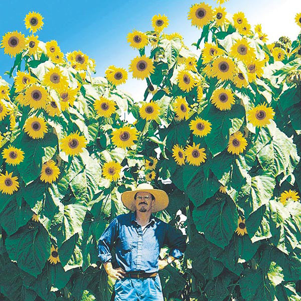 Sunflower 