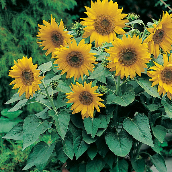 Sunflower 