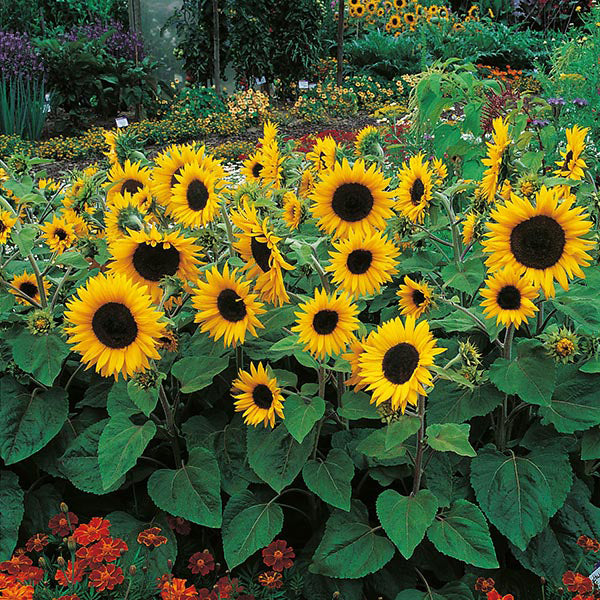 Sunflower 