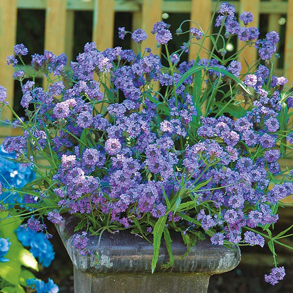 Verbena " Intensity " Exotic 50 Flower Seeds