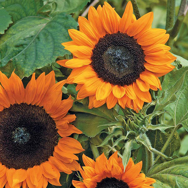 Sunflower 