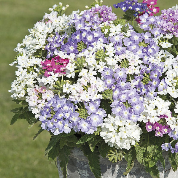 Verbena 