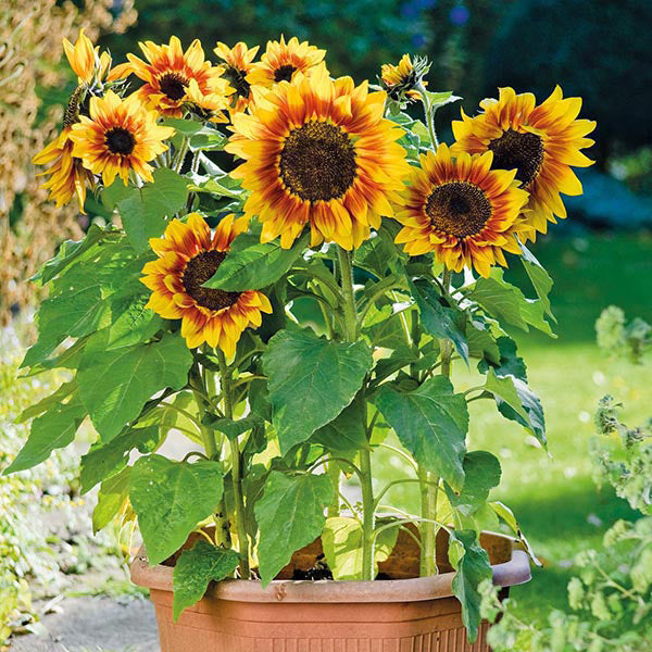 Sunflower 