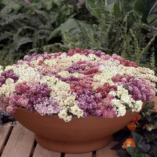 Alyssum 