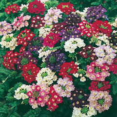 Verbena 