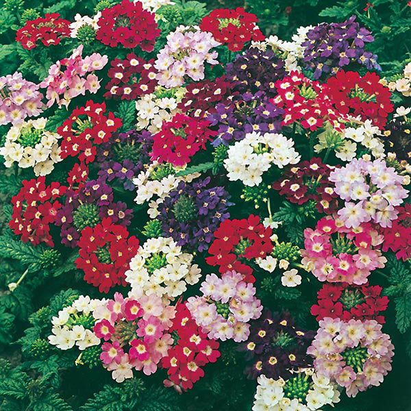 Verbena 