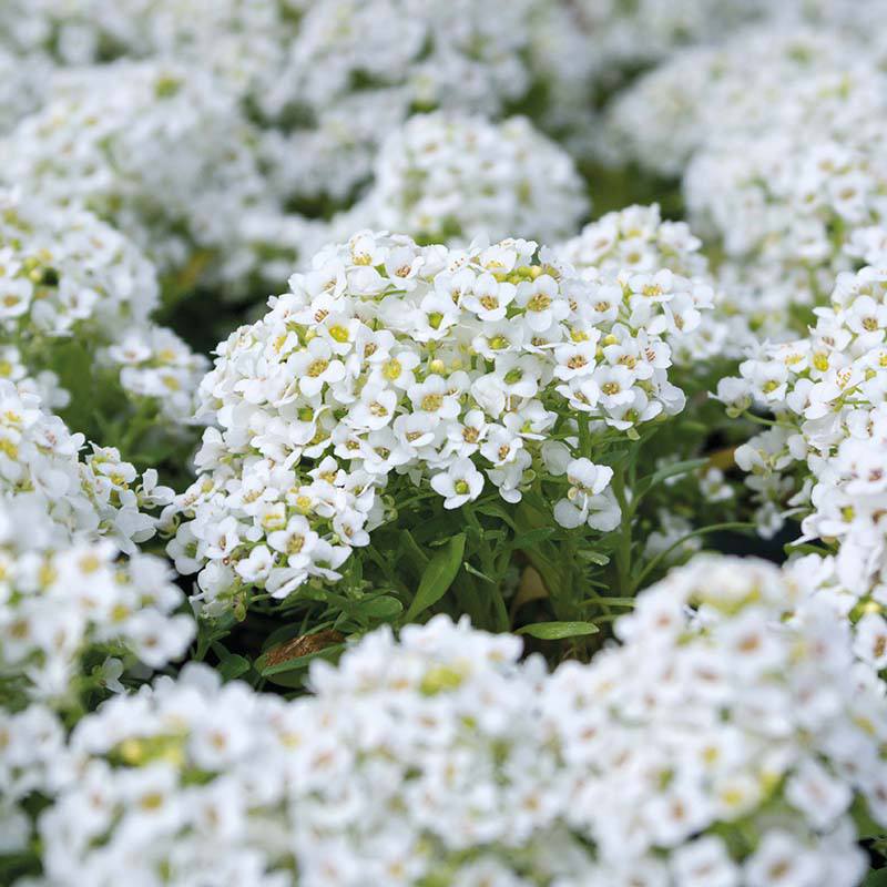 Alyssum " Snowdrift " Exotic 30 Flower Seeds