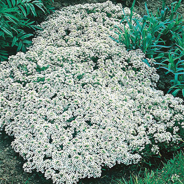 Alyssum " Snow Cloth " Exotic 30 Flower Seeds