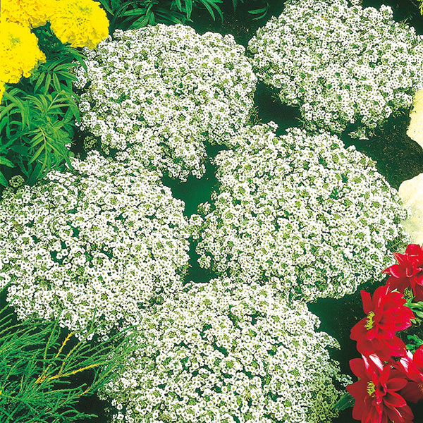 Alyssum " Snow Crystals " Exotic 30 Flower Seeds