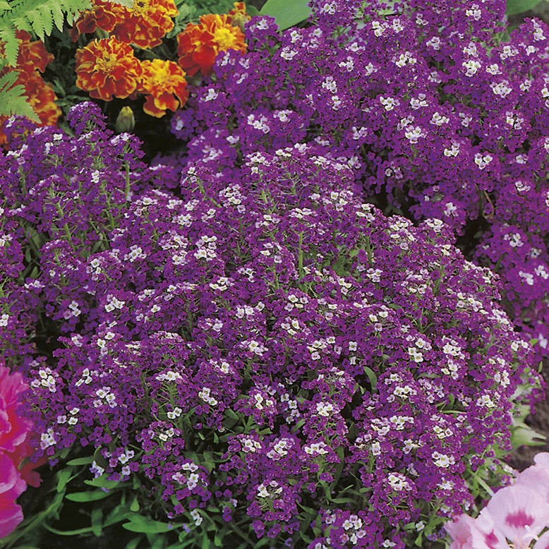 Alyssum " Violet Queen " Exotic 30 Flower Seeds