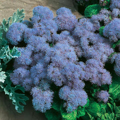 Ageratum 