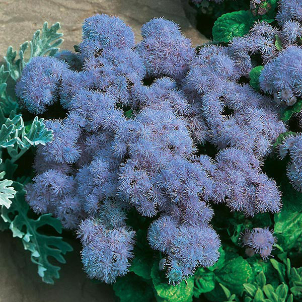 Ageratum " Blue Mink " Exotic 30 Flower Seeds