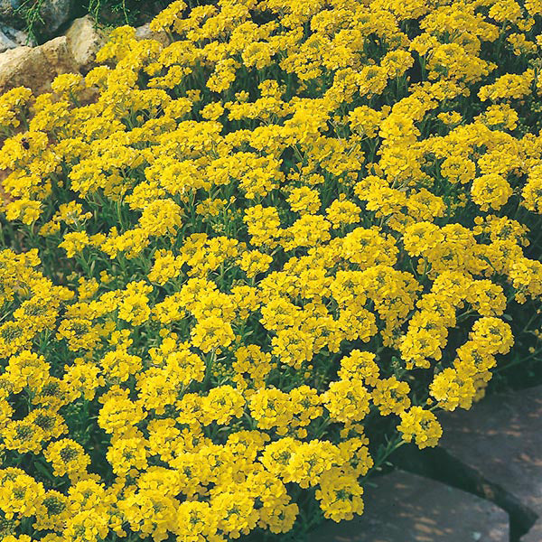 Alyssum 