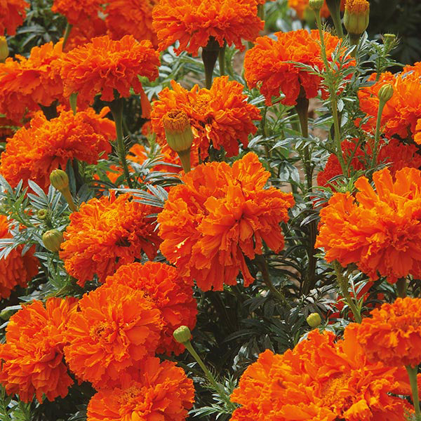 African Marigold 