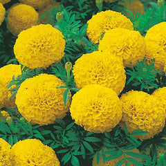 African Marigold 