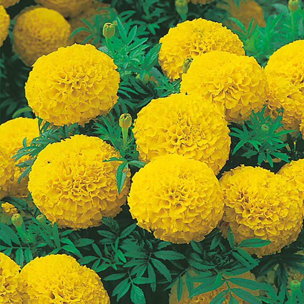 African Marigold 