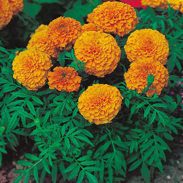 African Marigold 